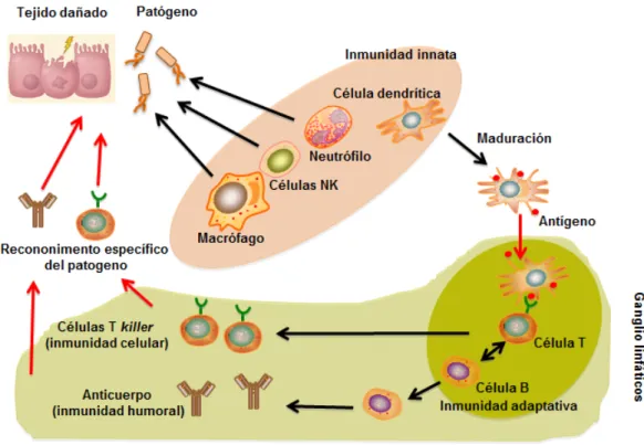 Figura 1: Interacción entre la inmunidad innata y adaptativa. La inmunidad innata es la primera línea de defensa  frente a la infección y al daño tisular