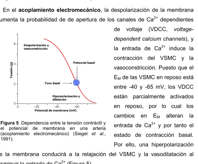 Figura 5. Dependencia entre la tensión contráctil y  el potencial de membrana en una arteria  (acoplamiento electromecánico) (Siegel et al.,  1991)