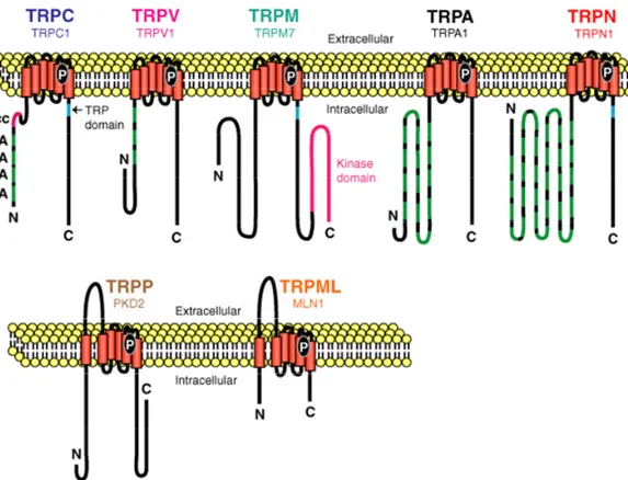 Figura 14. Subunidades representativas de cada una de las subfamilias TRP. Los  canales TRPA, TRPC, TRPV y TRPN presentan repeticiones de ankirina (A) en su  extremo N-terminal