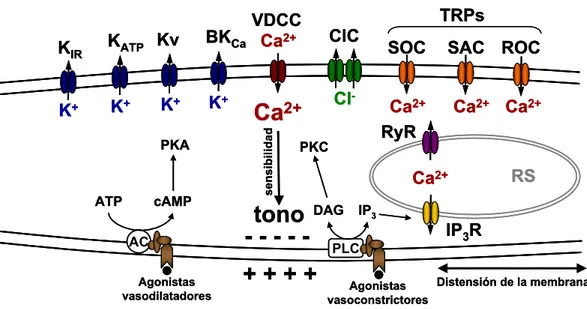Figura 16. Canales iónicos de VSMC. En la parte superior se muestran distintos canales  de K+, canales de Ca2+ activados por voltaje (VDCC), canales de Cl-, Canales SOC  (Store-Operated Channels), SAC (Stretch-Activated Channels) y ROC  (Receptor-Operated 