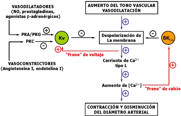 Figura 17. Modelo del papel de los canales iónicos en el control del tono vascular y el  diámetro arterial
