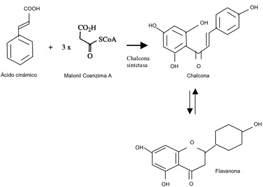 Figura 2.1. Reacción de condensación entre el ácido cinámico y el malonil coenzima A de la que se  desprenden todos los flavonoides