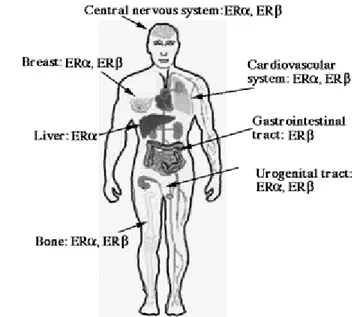 Figura 2.3. Distribución de los recpetores de estrógeno alfa (ERα) y los  receptores de estrógeno beta (ERβ) en el organismo humano (Gustafsson,  1999)