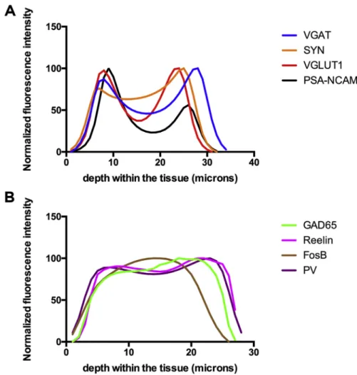 Fig. 1. Relationship between the ﬂuorescence intensity (normalized values) and the depth within the tis- tis-sue