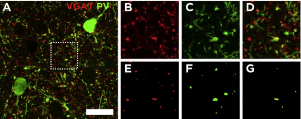 Fig. 2. Quantiﬁcation of immunoreactive puncta in the neuropil expressing diﬀerent molecules