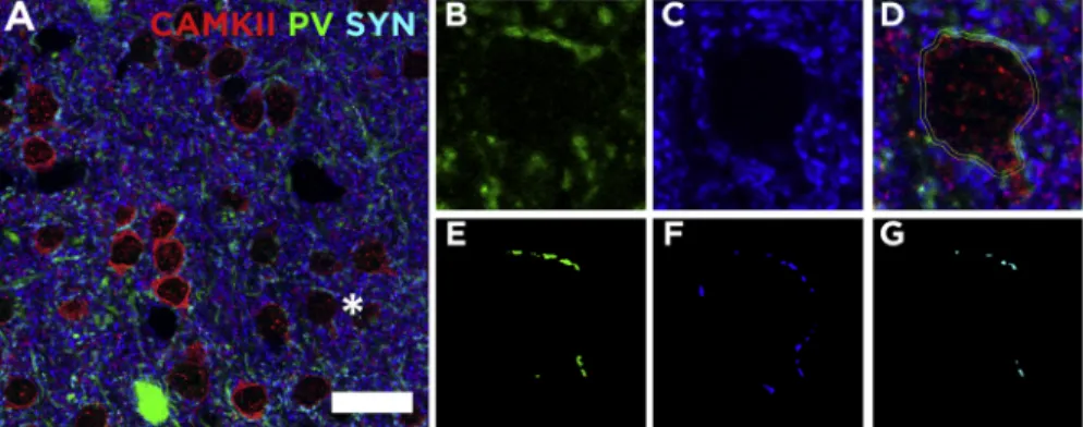Fig. 4. Quantiﬁcation of the perisomatic puncta surrounding a pyramidal cell in the mouse neocortex