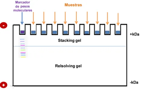 Figura 3. Electroforesis