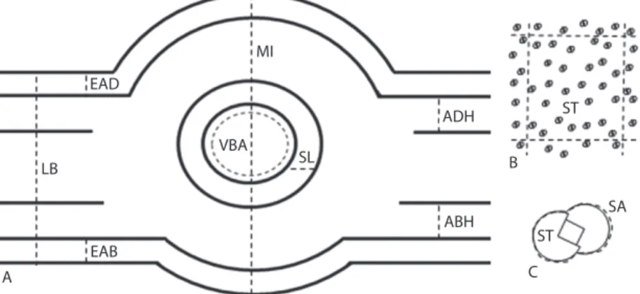 Fig. 2. Parameters measured on Microgramma squamulosa leaves. (A) Cross-section: epidermis-adaxial face (EAD); 
