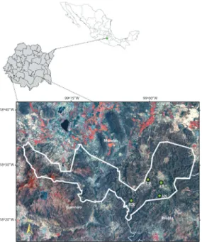 Fig. 2. Dendrogram of 159 individuals analyzed from four  populations of J. mexicana obtained by UPGMA cluster  analysis