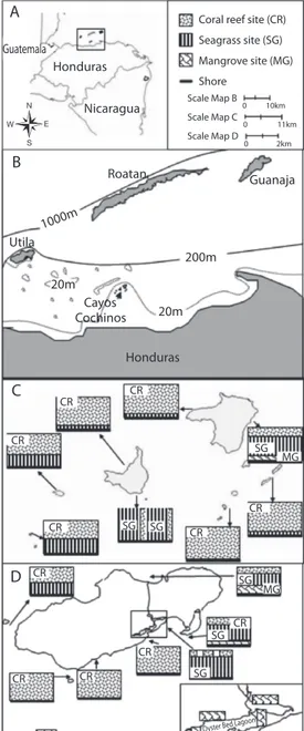 Fig. 1. Study site with (A) reference to location in Central  America, (B) bathymetric contours that connect Utila,  Cayos Cochinos and mainland Honduras, and (C, D) the  presence and orientation to shore of connected habitat  (seagrass, mangroves and/or c