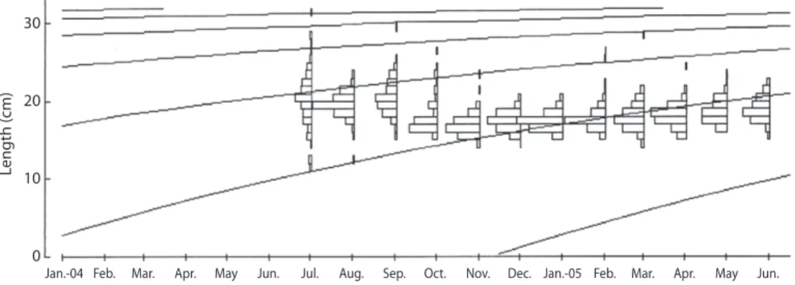 Fig. 5. Length frequency distribution and growth curve in standard length evaluated for Oreochromis niloticus, sampled from  artisanal fishery at Barra Bonita Reservoir.