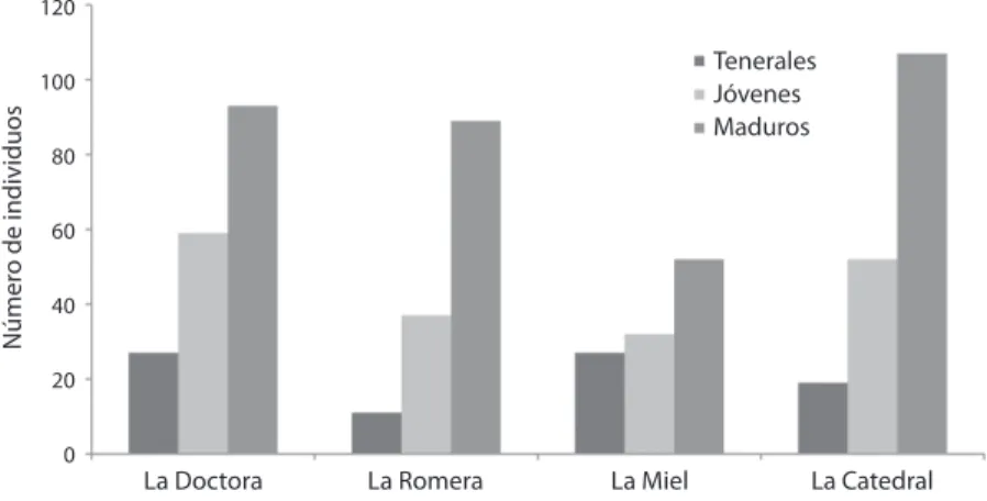 Fig. 1. Estructura de edades de P. gigantea.