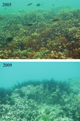 Fig. 4. Change on the substrate composition on Playa  Blanca reef, Culebra Bay, between 2005 and 2009.