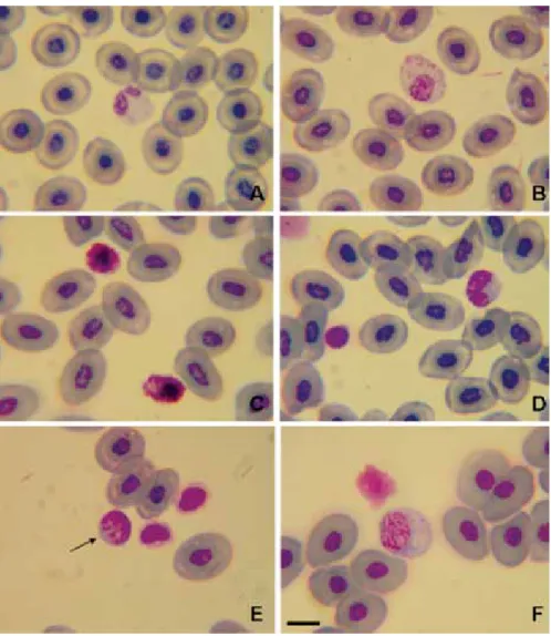Fig. 1. Células sanguíneas de Rhinella fernandezae. (A) Hematíes y granulocito heterófilo