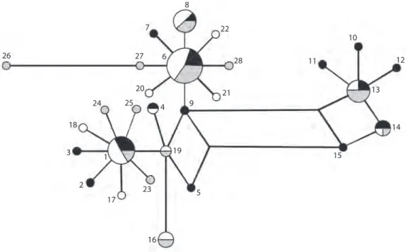 Fig. 3. Maximum Parsimony Network of specimens from three localities based on Cyt-b sequences: Banco Chinchorro  (black), Isla Cozumel (grey) and Arrecife Alacranes (white)