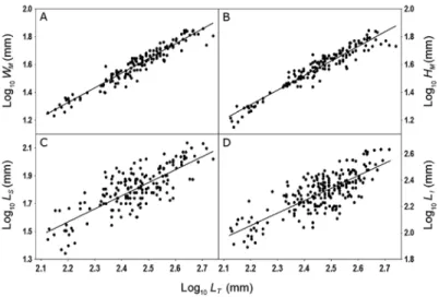 Fig. 1. Scatter plots and linear regressions for log 10 -transformed data of the morphometric variables (W M , H M , L S  and L i )  as a function of the total length of C
