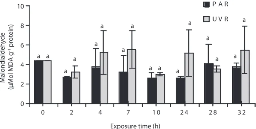 Fig. 3. Cellular damage (μmol MDA g -1  protein) in Pocillopora capitata exposed to PAR and UvR light over 32h