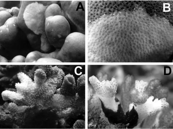 Fig. 1. Colombian Pacific corals showing similar signs to those produced by previously reported coral diseases