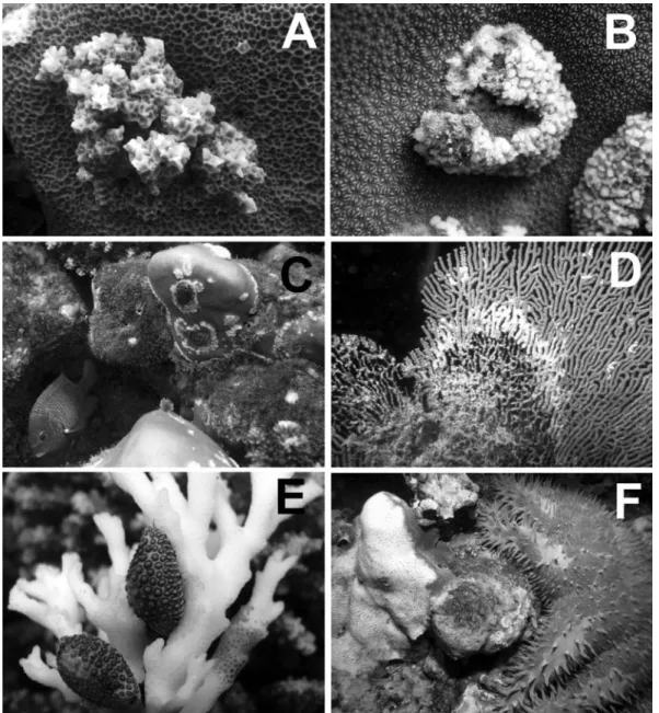Fig. 2. Growth abnormalities, diseases, and natural predators affecting stony and soft corals in Colombian Pacific reefs