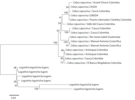 Fig. 4. Árbol “neighbor-joining” con la distancia de dos parámetros de Kimura (1980) con secuencias de 710 pb del gen  mtCOII aplicado al primate neotropical, Cebus capucinus.