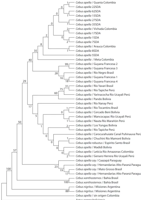 Fig.  5.  Árbol  de  máxima  parsimonia  con  secuencias  de  590  pb  del  gen  mtCOII  aplicado  al  primate  neotropical,  Cebus  apella.