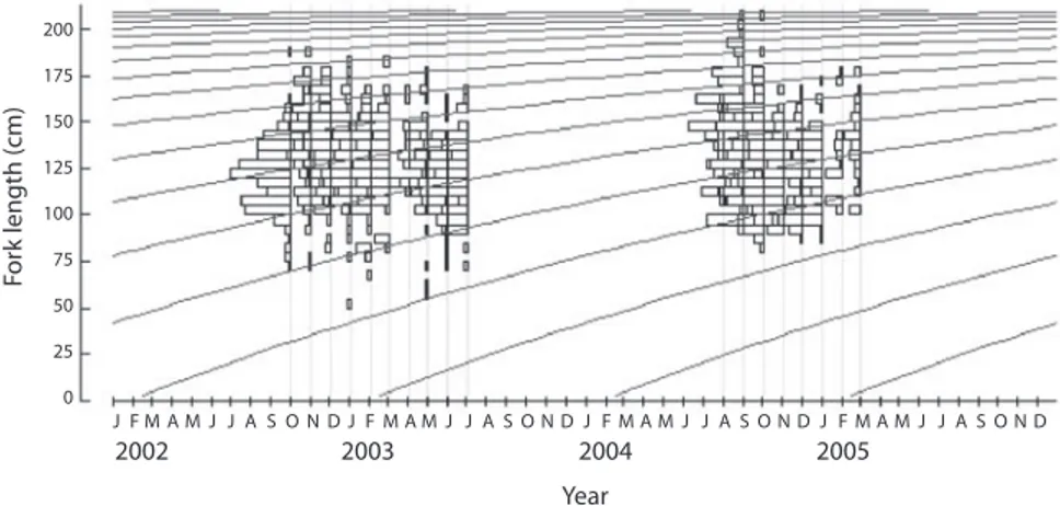 Fig. 5. The von Bertalanffy growth curves of bigeye tuna in the central Atlantic Ocean as superimposed on the length–