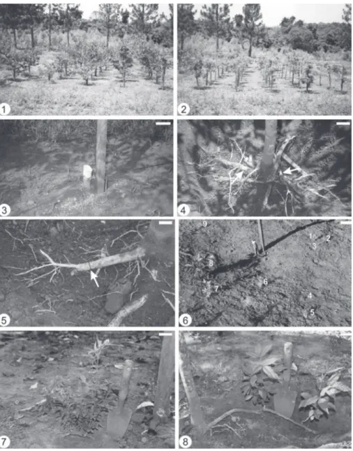Fig. 1-8. 1-2. Individuals of Hymenaea courbaril and Esenbeckia febrifuga, respectively, growing in experimental area