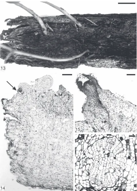 Fig. 13-16. Root bark fragment of Bauhinia forficata collected from the field. 13. Inner surface of the root bark showing  the stem base of three suckers