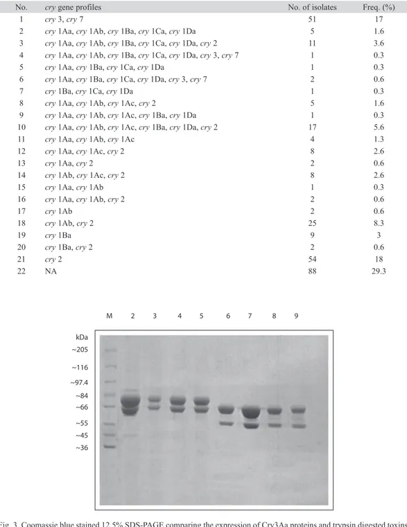 Fig. 3. Coomassie blue stained 12.5% SDS-PAGE comparing the expression of Cry3Aa proteins and trypsin digested toxins