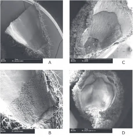 Fig. 5. Floral nectary of H. guazumifolia A, B and H. baruensis C, D. Bars = 2 mm (A, C, D) and 500 µm (B).