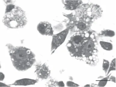 Fig.  1.  (A)  Célula  con  apariencia  fibroblastoide  en  un  cultivo  celular  de  A