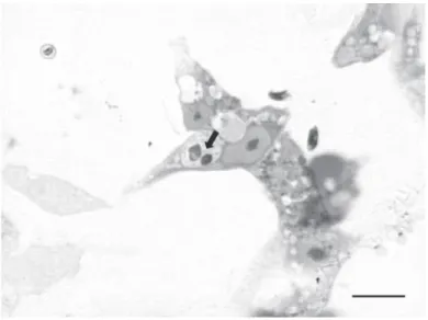 Fig. 3. Células de A. aegypti  con dos amastigotes de L. panamensis, día 3 post- post-infección (flecha)
