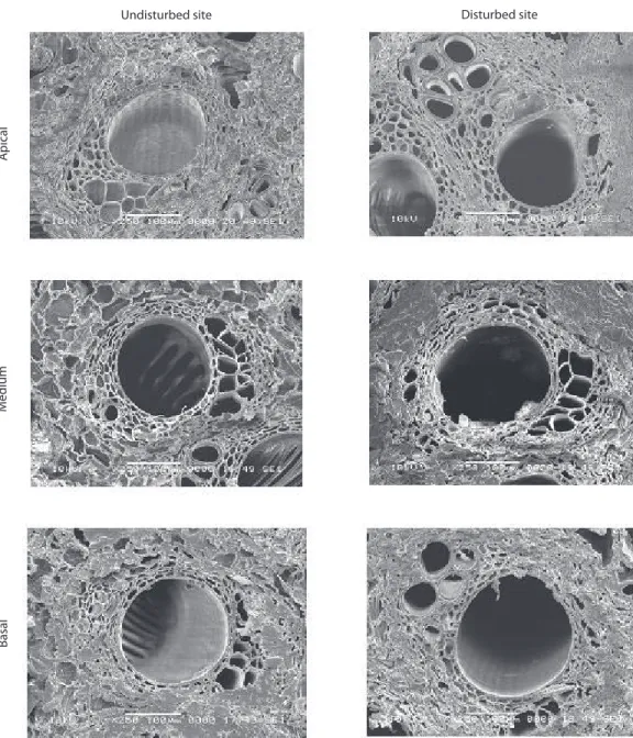 Fig. 4. SEM (JEOL JSM-6360 Lv; x 250, 100 μm.) show a detail of a single  vascular bundle in  transversal cuts of the  stems of D