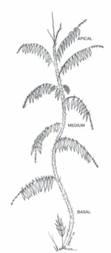 Fig. 1.  Levels along a typical stem of Desmoncus ortha- ortha-canthos  with  internodal  cut  sections;  a)  basal  0.5  m,  b)  medium 5 m and,   c) apical 10 m).