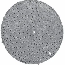 Fig.  2.  Transverse  cross-section  of  a    typical  stem  of  D. 