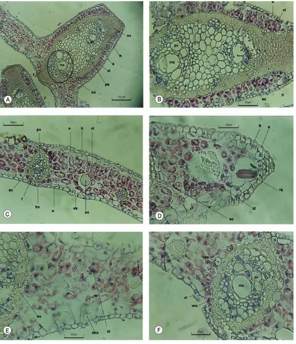 Fig. 1. Cortes transversales de segmentos de folíolos de B. gasipaes: A y B. nervadura central