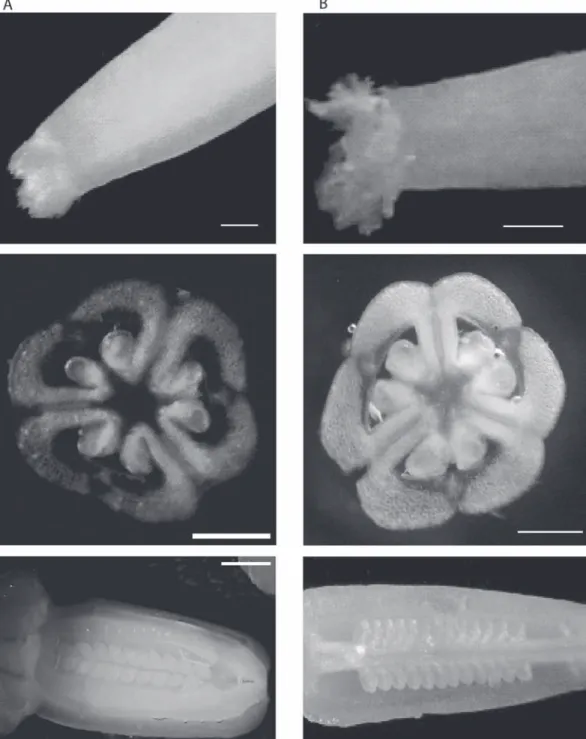 Fig. 4. Gynoecium morphoanatomic features in flowers of Aloe vera (A) and A. saponaria (B)