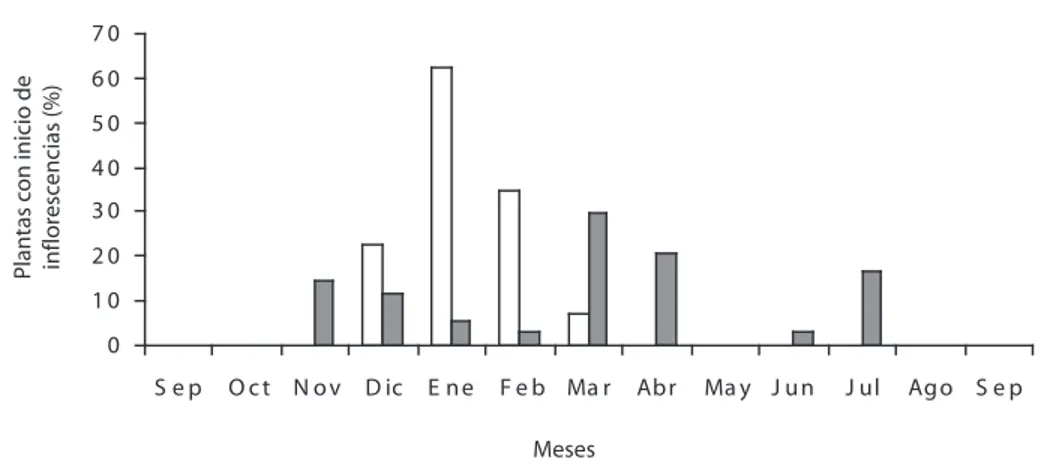 Fig. 1. Emergencia de las inflorescencias en Aloe vera y Aloe saponaria entre septiembre 2001 y septiembre 2002.