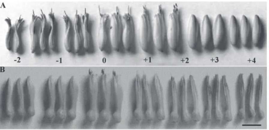 Fig. 3. Morfología de las flores de Aloe vera (A) y A. saponaria (B) en los diferentes estadio de madurez
