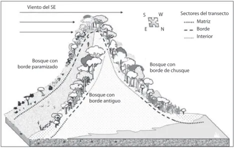 Fig. 2. Perfiles de la vegetación y resumen de las características de cada tipo de borde.