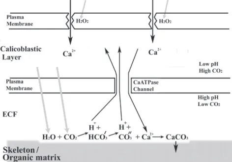 Fig. 4. A model of calcification (following Adkins et al. 2003). CO 2  and water diffuse into the calicoblastic layer and ECF