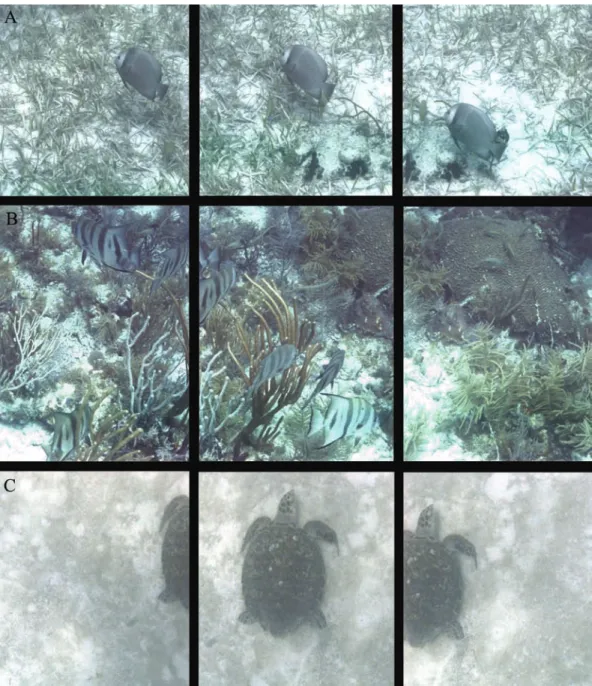 Fig. 8.  Animals appear to be indifferent to the presence of Deep ATRiS, as illustrated by these example image sequences
