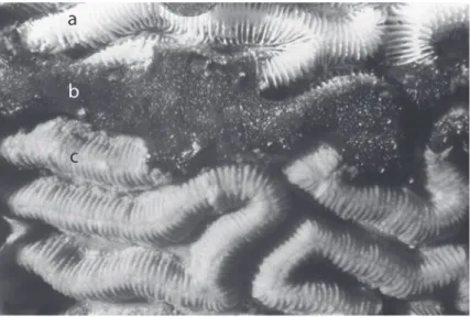 Fig. 1. Black band disease on Diploria strigosa. a = freshly exposed coral skeleton, b = black band disease, c = apparently  healthy coral tissue.