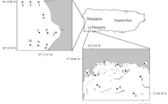 Fig.  1.  Location  of  the  sampling  stations  in  the  northern  Caribbean  Sea,  in  coastal  Puerto  Rico,  in  Mayagüez  (A)  and  La Parguera (B) sites