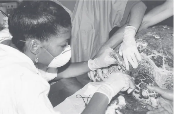Fig.  1.  Debra  P.  Moore  performing  exploratory  surgery  on  a  Hawksbill Turtle,  Eretmochelys  imbricata,  at  the  Magueyes  Island Marine Laboratories off La Parguera, Puerto Rico.