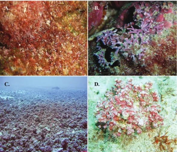 Fig. 4. Algas rojas de la Isla del Coco. A) Polysiphonia sp., B) Amphiroa sp., C) mantos de rodolitos, D) detalle de rodolito.