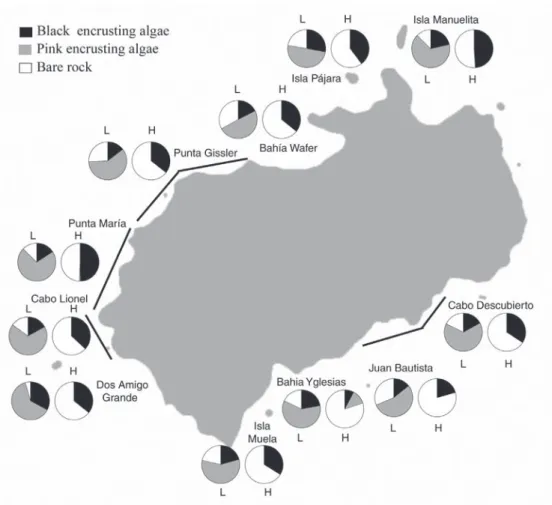 Fig. 6. Spatial distribution and percent cover of encrusting algae in the intertidal walls of cliffs at Cocos Island