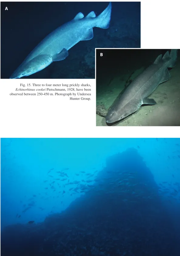 Fig. 15. Three to four meter long prickly sharks,  Echinorhinus cookei Pietschmann, 1928, have been  observed between 250-450 m