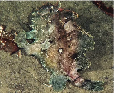 Fig. 9. Antennariid frogfish. 