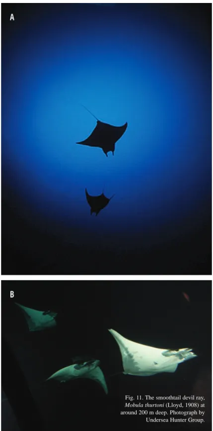 Fig. 11. The smoothtail devil ray,  Mobula thurtoni (Lloyd, 1908) at  around 200 m deep